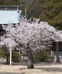 日々淡々と…日経２２５ミニ寄り引け取引の記録